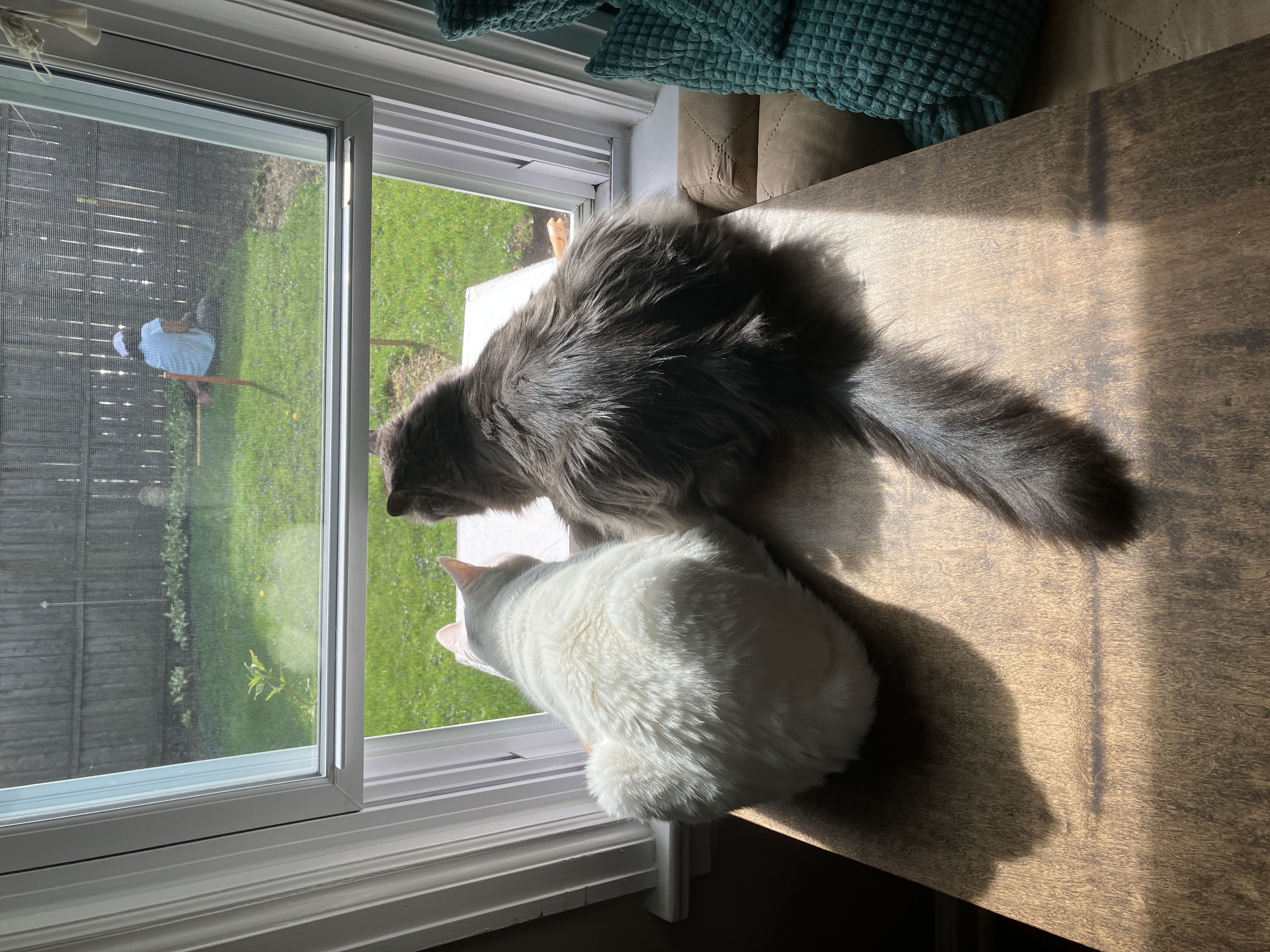cats looking out the window