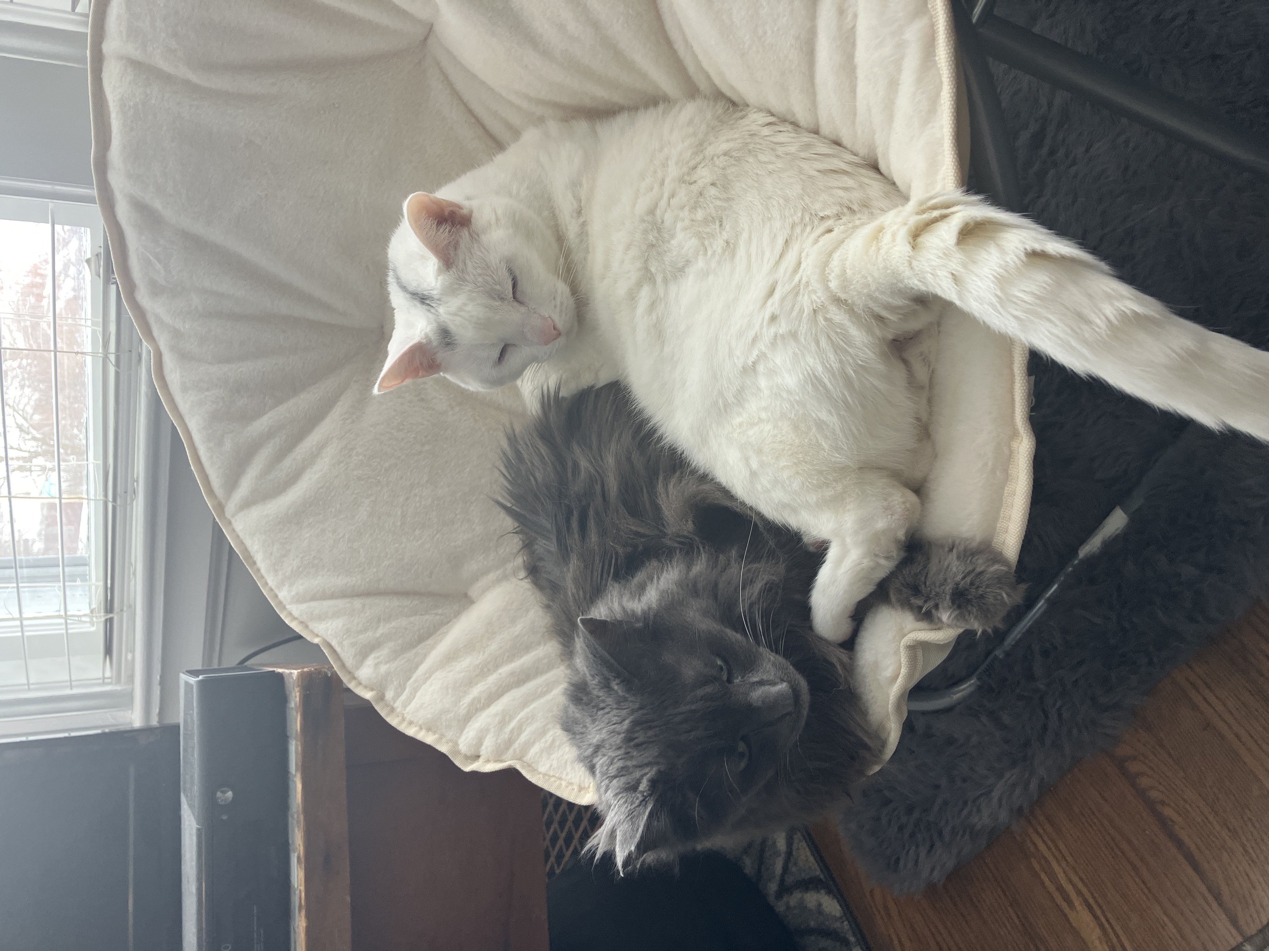 cats on a chair