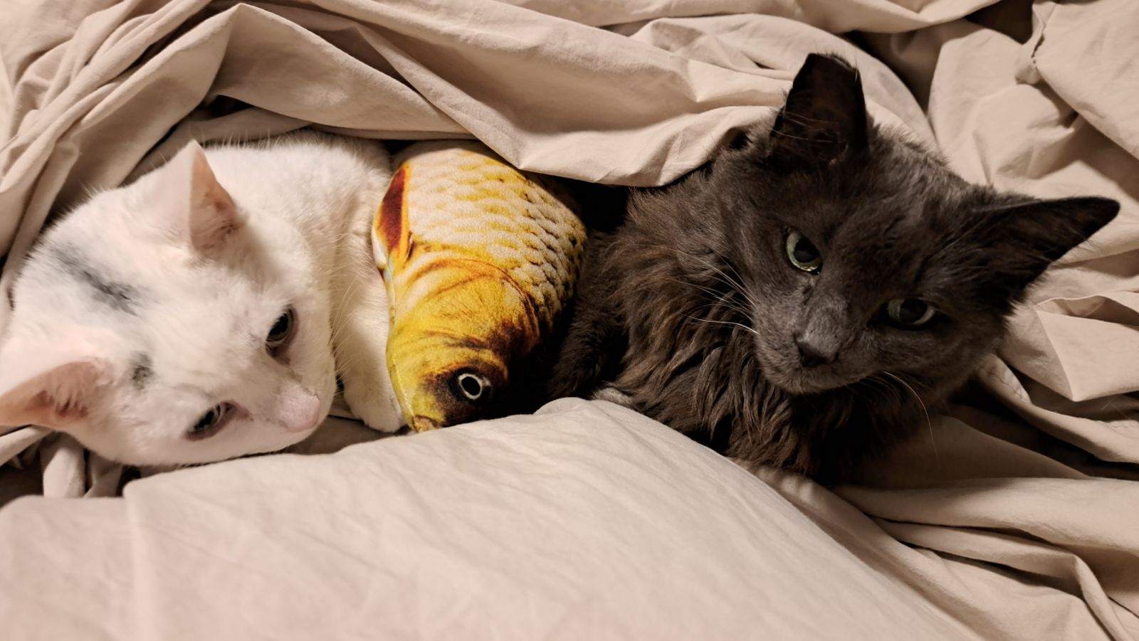 cats with a fish