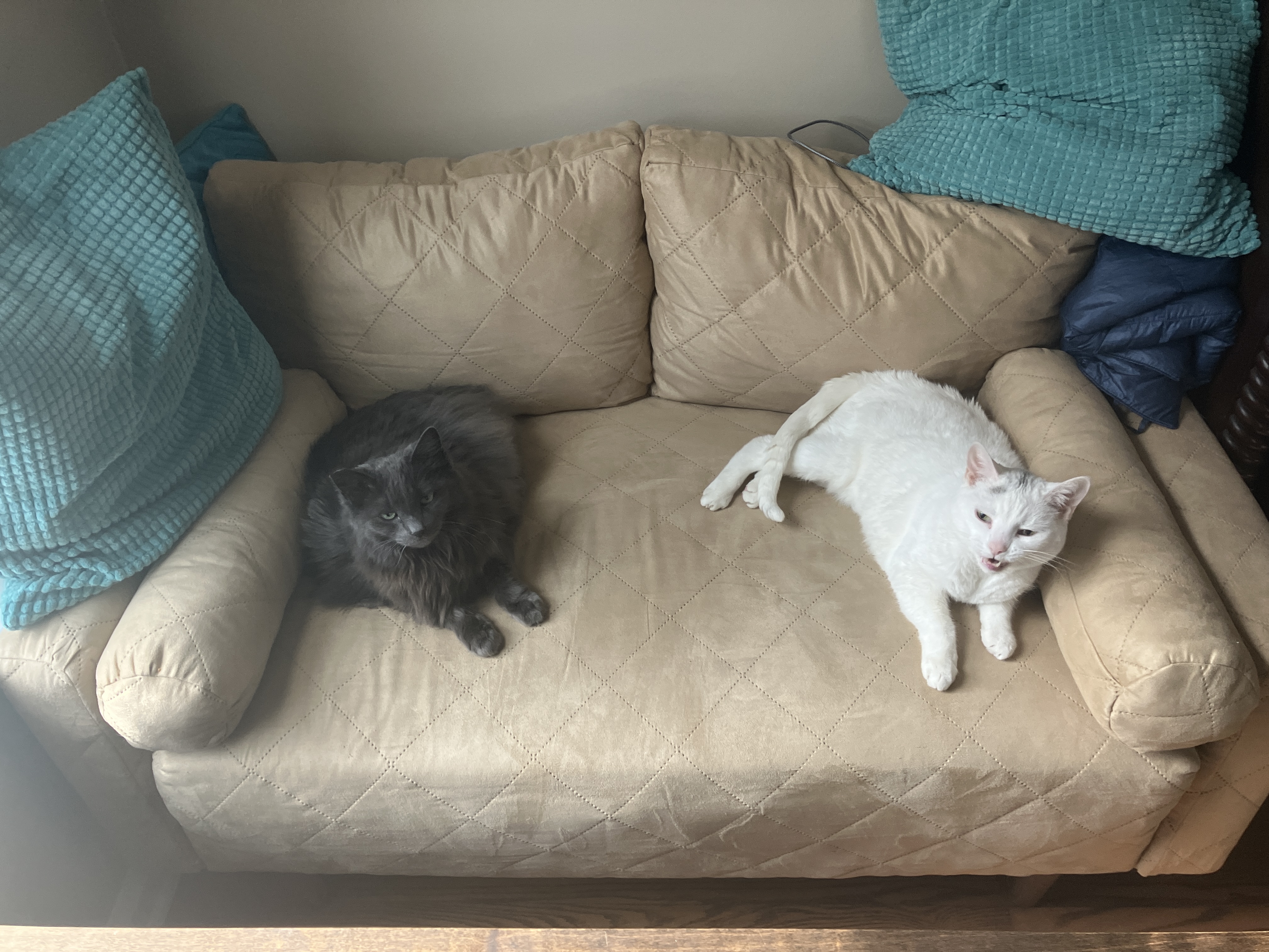 cats on the couch